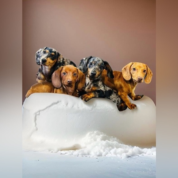 NEW Doxie-Rex T - Picture 8 of 12